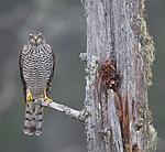 BB 11 0196 / Accipiter nisus / Spurvehauk